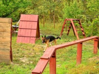 Найбільші собаки в світі (55 фото): назви порід величезних собак. Які розміри у самого гігантського пса на Землі? Дуже волохаті породисті собаки