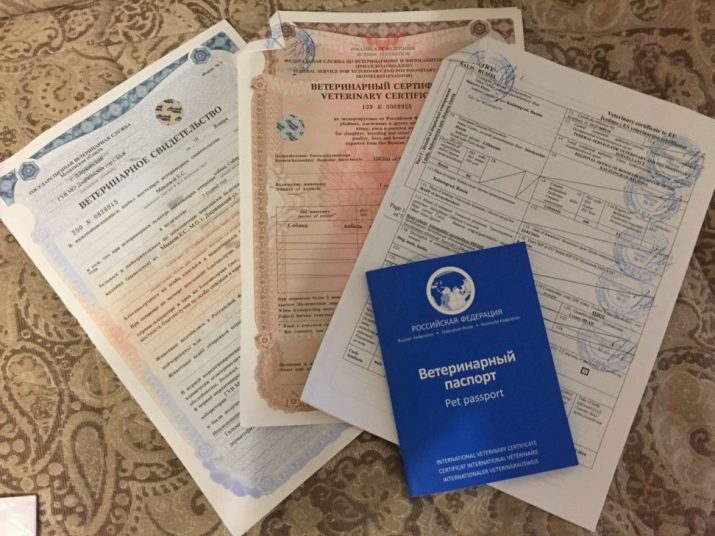 Окраси лабрадорів (23 фото): опис собак сірого і бежевого, сріблястого, чорно-білого та інших кольорів