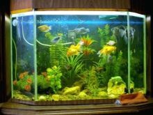 Осмос для акваріума (14 фото): що це таке і для чого потрібен зворотний осмос? Пристрій системи ремінералізації води