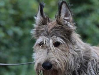 Пікардійська вівчарка (20 фото) опис породи, характер собак. Умови їх утримання