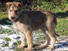 Пікардійська вівчарка (20 фото) опис породи, характер собак. Умови їх утримання