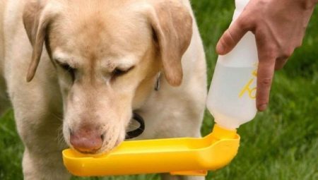 Поїлка для собак: огляд дорожніх моделей, «сухі вуса» і непроливайки, поїлки-фонтан і поїлки-пляшки