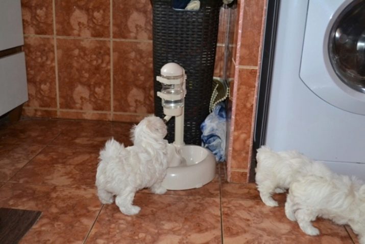 Поїлка для собак: огляд дорожніх моделей, «сухі вуса» і непроливайки, поїлки-фонтан і поїлки-пляшки