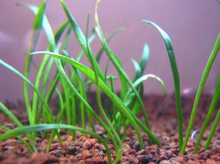 Почвопокривні рослини в акваріумі (17 фото): назви покривних видів та особливості їх змісту