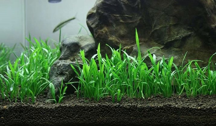 Почвопокривні рослини в акваріумі (17 фото): назви покривних видів та особливості їх змісту