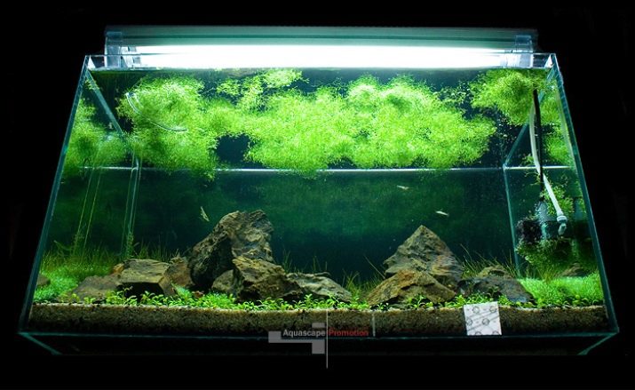 Почвопокривні рослини в акваріумі (17 фото): назви покривних видів та особливості їх змісту