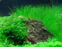 Почвопокривні рослини в акваріумі (17 фото): назви покривних видів та особливості їх змісту