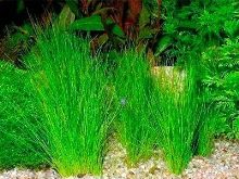 Почвопокривні рослини в акваріумі (17 фото): назви покривних видів та особливості їх змісту