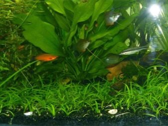 Почвопокривні рослини в акваріумі (17 фото): назви покривних видів та особливості їх змісту