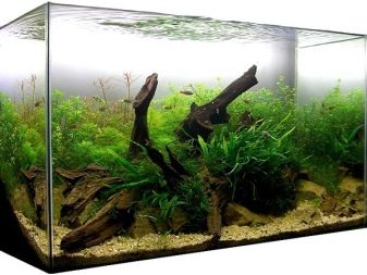 Почвопокривні рослини в акваріумі (17 фото): назви покривних видів та особливості їх змісту