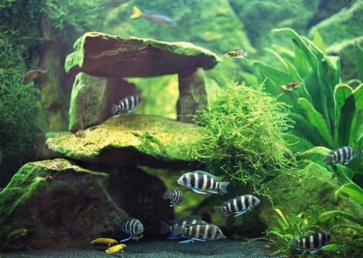 Почвопокривні рослини в акваріумі (17 фото): назви покривних видів та особливості їх змісту