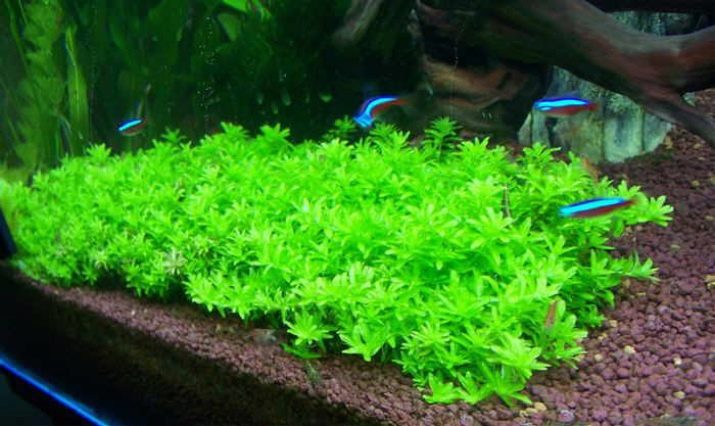 Почвопокривні рослини в акваріумі (17 фото): назви покривних видів та особливості їх змісту