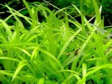 Почвопокривні рослини в акваріумі (17 фото): назви покривних видів та особливості їх змісту