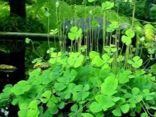 Почвопокривні рослини в акваріумі (17 фото): назви покривних видів та особливості їх змісту