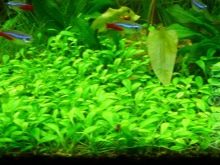 Почвопокривні рослини в акваріумі (17 фото): назви покривних видів та особливості їх змісту