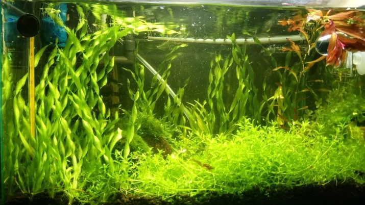 Почвопокривні рослини в акваріумі (17 фото): назви покривних видів та особливості їх змісту