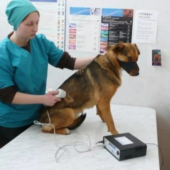 Помісь дворняги і вівчарки (14 фото): характеристики метиса, особливості характеру. Зміст цуценят