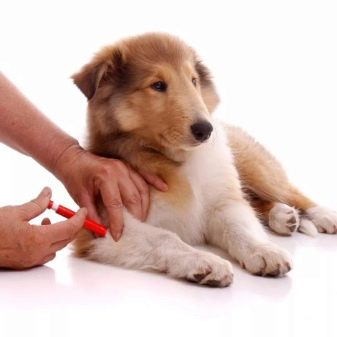 Помісь дворняги і вівчарки (14 фото): характеристики метиса, особливості характеру. Зміст цуценят