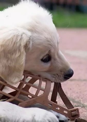 Помісь дворняги і вівчарки (14 фото): характеристики метиса, особливості характеру. Зміст цуценят
