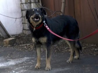 Помісь дворняги і вівчарки (14 фото): характеристики метиса, особливості характеру. Зміст цуценят