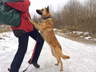 Помісь дворняги і вівчарки (14 фото): характеристики метиса, особливості характеру. Зміст цуценят