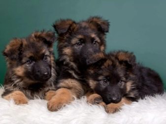 Помісь дворняги і вівчарки (14 фото): характеристики метиса, особливості характеру. Зміст цуценят