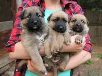 Помісь дворняги і вівчарки (14 фото): характеристики метиса, особливості характеру. Зміст цуценят