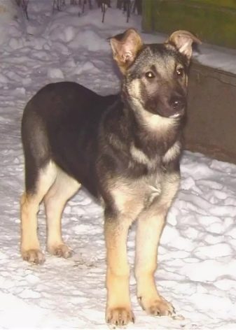 Помісь дворняги і вівчарки (14 фото): характеристики метиса, особливості характеру. Зміст цуценят