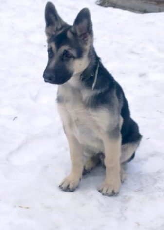 Помісь дворняги і вівчарки (14 фото): характеристики метиса, особливості характеру. Зміст цуценят