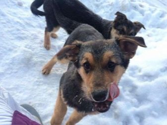 Помісь дворняги і вівчарки (14 фото): характеристики метиса, особливості характеру. Зміст цуценят