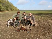 Порівняння порід собак: за яким характеристикам можна порівнювати породи? Порівняльна таблиця