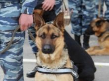 Порівняння порід собак: за яким характеристикам можна порівнювати породи? Порівняльна таблиця