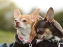 Порівняння порід собак: за яким характеристикам можна порівнювати породи? Порівняльна таблиця