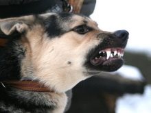 Порівняння порід собак: за яким характеристикам можна порівнювати породи? Порівняльна таблиця