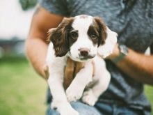 Порівняння порід собак: за яким характеристикам можна порівнювати породи? Порівняльна таблиця