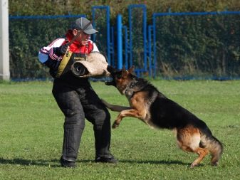Порівняння порід собак: за яким характеристикам можна порівнювати породи? Порівняльна таблиця
