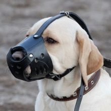 Потрібен лабрадору намордник? Розміри намордників для дорослих собак та цуценят