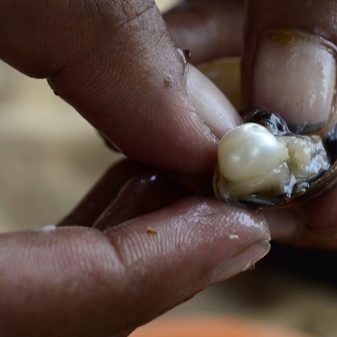 Річкові перли (17 фото): що це таке? Відмінності прісноводних перлів від морського, властивості і видобуток в Росії. Як відрізнити камінь від підробки?