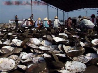 Річкові перли (17 фото): що це таке? Відмінності прісноводних перлів від морського, властивості і видобуток в Росії. Як відрізнити камінь від підробки?