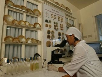 Річкові перли (17 фото): що це таке? Відмінності прісноводних перлів від морського, властивості і видобуток в Росії. Як відрізнити камінь від підробки?