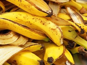 Равлик фіза (12 фото): що їсть акваріумна равлик? Користь і шкода фізи, її ікра в акваріумі, зміст равликів
