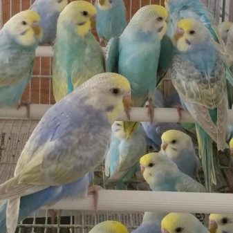 Райдужний папуга (13 фото): опис хвилястих папужок, особливості їх забарвлення і поведінки