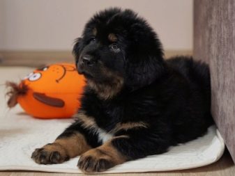 Розміри тибетського мастифа (19 фото): скільки важить дорослий собака? Вага цуценя по місяцях. Зростання собаки в холці