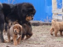 Розміри тибетського мастифа (19 фото): скільки важить дорослий собака? Вага цуценя по місяцях. Зростання собаки в холці