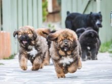 Розміри тибетського мастифа (19 фото): скільки важить дорослий собака? Вага цуценя по місяцях. Зростання собаки в холці