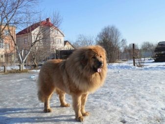 Розміри тибетського мастифа (19 фото): скільки важить дорослий собака? Вага цуценя по місяцях. Зростання собаки в холці