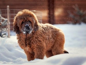Розміри тибетського мастифа (19 фото): скільки важить дорослий собака? Вага цуценя по місяцях. Зростання собаки в холці