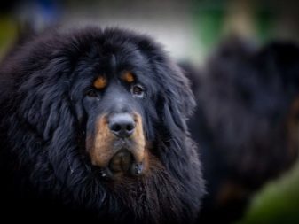 Розміри тибетського мастифа (19 фото): скільки важить дорослий собака? Вага цуценя по місяцях. Зростання собаки в холці