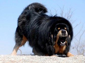 Розміри тибетського мастифа (19 фото): скільки важить дорослий собака? Вага цуценя по місяцях. Зростання собаки в холці