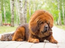 Розміри тибетського мастифа (19 фото): скільки важить дорослий собака? Вага цуценя по місяцях. Зростання собаки в холці